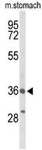 Bombesin Receptor Subtype 3 antibody, AP50393PU-N, Origene, Western Blot image 
