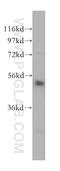 TNF Receptor Associated Factor 3 antibody, 16231-1-AP, Proteintech Group, Western Blot image 