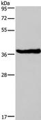 Dual specificity protein phosphatase 1 antibody, TA321654, Origene, Western Blot image 