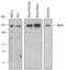 Transformation/Transcription Domain Associated Protein antibody, AF7365, R&D Systems, Western Blot image 