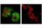 Coagulation Factor III, Tissue Factor antibody, 55147S, Cell Signaling Technology, Immunocytochemistry image 