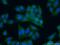 Gap Junction Protein Beta 3 antibody, 12880-1-AP, Proteintech Group, Immunofluorescence image 
