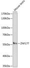 Zinc Finger Protein 177 antibody, GTX66290, GeneTex, Western Blot image 