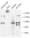 INSR antibody, FNab04336, FineTest, Western Blot image 