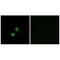 Glucosaminyl (N-Acetyl) Transferase Family Member 7 antibody, A17504, Boster Biological Technology, Immunofluorescence image 
