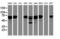Coiled-Coil Domain Containing 93 antibody, LS-C788841, Lifespan Biosciences, Western Blot image 