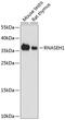 RNase H1 antibody, 23-796, ProSci, Western Blot image 