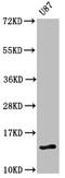Retrotransposon Gag Like 8C antibody, CSB-PA008044LA01HU, Cusabio, Western Blot image 