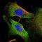 SYN antibody, HPA063770, Atlas Antibodies, Immunofluorescence image 