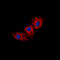 Cadherin Related 23 antibody, LS-C354296, Lifespan Biosciences, Immunofluorescence image 
