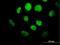 Oligodendrocyte Transcription Factor 3 antibody, H00167826-B01P, Novus Biologicals, Immunocytochemistry image 