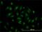 Transcription Factor 19 antibody, H00006941-M01, Novus Biologicals, Immunofluorescence image 