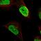 DERP5 antibody, HPA038400, Atlas Antibodies, Immunofluorescence image 