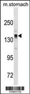 Astrotactin 2 antibody, 60-667, ProSci, Western Blot image 