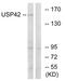 Ubiquitin Specific Peptidase 42 antibody, AP33286PU-N, Origene, Western Blot image 