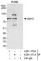 Protein phosphatase Slingshot homolog 3 antibody, A301-310A, Bethyl Labs, Immunoprecipitation image 