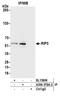 Receptor Interacting Serine/Threonine Kinase 3 antibody, A304-378A, Bethyl Labs, Immunoprecipitation image 