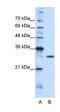 Goosecoid Homeobox 2 antibody, orb324764, Biorbyt, Western Blot image 