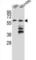 PRAME Family Member 12 antibody, abx026607, Abbexa, Western Blot image 