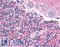 Cell Adhesion Molecule 2 antibody, LS-A9923, Lifespan Biosciences, Immunohistochemistry frozen image 