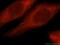 RING finger protein 10 antibody, 16936-1-AP, Proteintech Group, Immunofluorescence image 