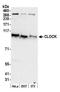 Circadian locomoter output cycles protein kaput antibody, A302-618A, Bethyl Labs, Western Blot image 