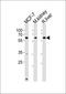 Eukaryotic translation initiation factor 3 subunit K antibody, orb304746, Biorbyt, Western Blot image 