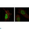 Protein Mdm4 antibody, LS-C812695, Lifespan Biosciences, Immunofluorescence image 