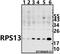 Ribosomal Protein S13 antibody, GTX66837, GeneTex, Western Blot image 