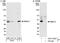 MAK16 Homolog antibody, A301-232A, Bethyl Labs, Western Blot image 