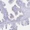 Zinc Finger Protein 432 antibody, PA5-63830, Invitrogen Antibodies, Immunohistochemistry frozen image 