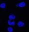Adrenoceptor Alpha 2A antibody, orb10054, Biorbyt, Immunofluorescence image 