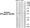 Annexin A2 antibody, abx012741, Abbexa, Western Blot image 