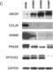 Microseminoprotein Beta antibody, H00004477-M08, Novus Biologicals, Western Blot image 