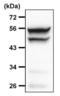 Mitogen-Activated Protein Kinase 8 antibody, MA5-15183, Invitrogen Antibodies, Immunoprecipitation image 