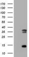 Thymidylate Synthetase antibody, TA801678S, Origene, Western Blot image 