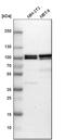 B-Raf Proto-Oncogene, Serine/Threonine Kinase antibody, HPA001328, Atlas Antibodies, Western Blot image 