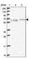 EH domain-containing protein 3 antibody, PA5-62079, Invitrogen Antibodies, Western Blot image 