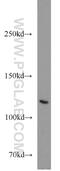 DLG1 antibody, 55085-1-AP, Proteintech Group, Western Blot image 
