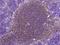 Complement component C1q receptor antibody, 106891-T08, Sino Biological, Immunohistochemistry paraffin image 