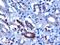 F-Box And WD Repeat Domain Containing 2 antibody, 45-583, ProSci, Immunohistochemistry frozen image 