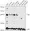 Ubiquitin C antibody, 18-994, ProSci, Western Blot image 