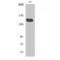 Tankyrase 1 Binding Protein 1 antibody, LS-C386285, Lifespan Biosciences, Western Blot image 