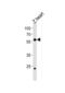Coiled-coil domain-containing protein 149-B antibody, abx034820, Abbexa, Western Blot image 