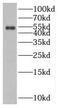 Solute Carrier Family 25 Member 23 antibody, FNab07936, FineTest, Western Blot image 