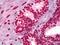 Histone H3 antibody, orb95203, Biorbyt, Immunohistochemistry paraffin image 