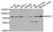 Nuclear receptor subfamily 2 group C member 1 antibody, orb373450, Biorbyt, Western Blot image 