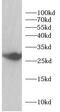 Glutathione S-Transferase Omega 1 antibody, FNab10470, FineTest, Western Blot image 