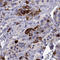 Secretogranin V antibody, HPA074618, Atlas Antibodies, Immunohistochemistry paraffin image 