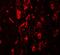 Leucine Rich Repeat Transmembrane Neuronal 4 antibody, A13110, Boster Biological Technology, Immunofluorescence image 